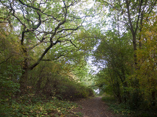 Fototapeta na wymiar forest tree path scene in autumn light leaves
