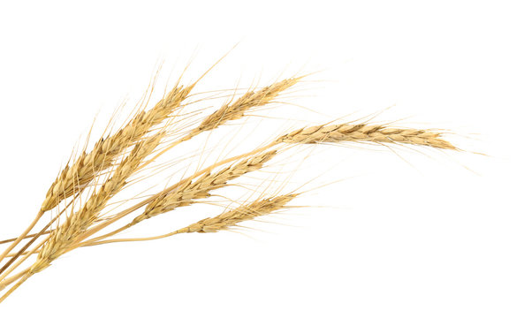Ripe spikelets on white background