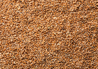 Ripe cereal grains as background