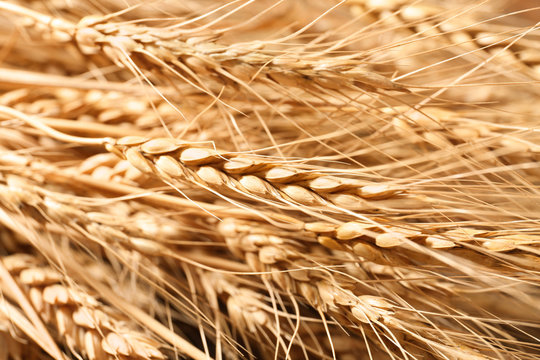 Ripe wheat spikelets, closeup
