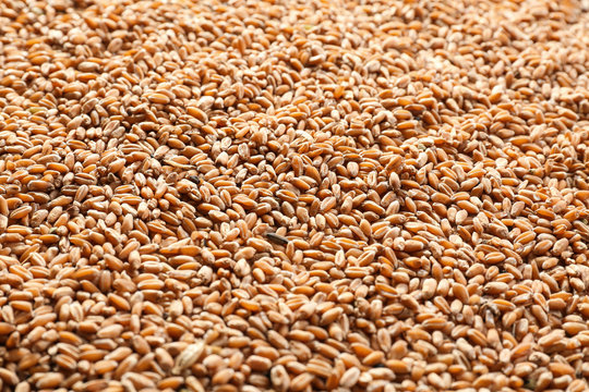 Ripe cereal grains as background