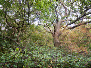 forest tree path scene in autumn light leaves trunk