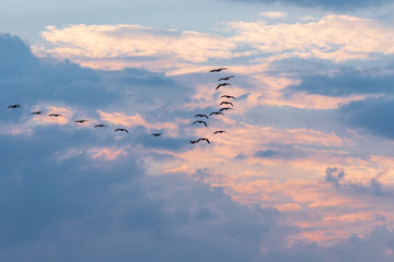 flock of geese flying away from the changing weather