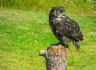 A show of birds of prey in a national park near Vancouver.