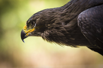 Testa di aquila reale