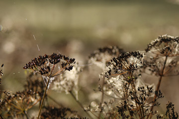 Morning dew in spider webs