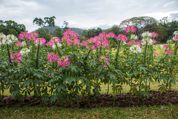 Wildflowers in a row.