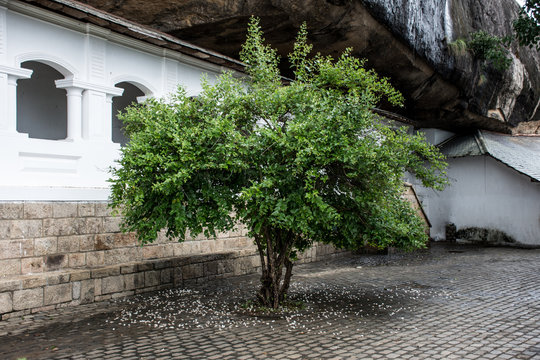 A small tree growing on the street