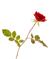 A flower of a red rose with a stem and leaves on a white isolated background. Close-up. Space for text. Background.