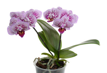Closeup of a Phalaenopsis flower