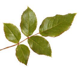 Green leaf bush roses on a white isolated background. Space for text. Close-up.