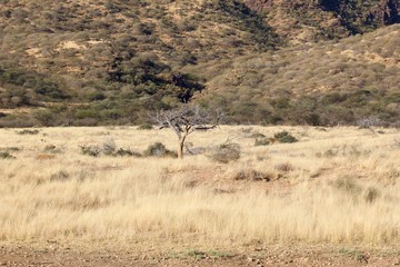 Obraz na płótnie Canvas Safari en Namibie
