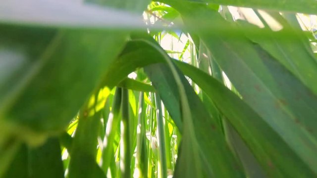 Walking in green wheat field on a sunny day. Close up. Countryside landscape, agricultural fields, meadows and farmlands in spring. Environment friendly farming and industrial agriculture concept