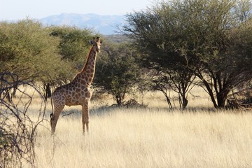 Safari en Namibie