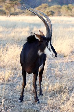 Safari en Namibie