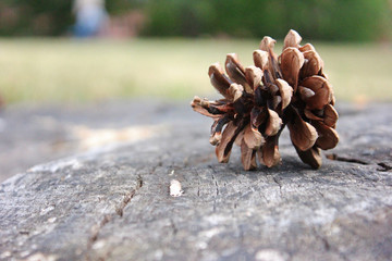 Pinecone
