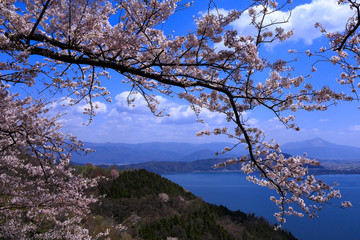 Biwa Lake and cherry in Shiga prefecture