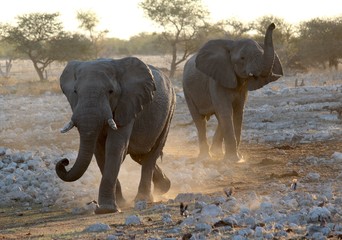 Safari en Namibie