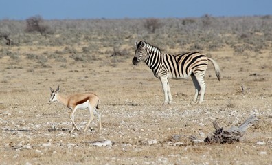 Naklejka na ściany i meble Safari en Namibie