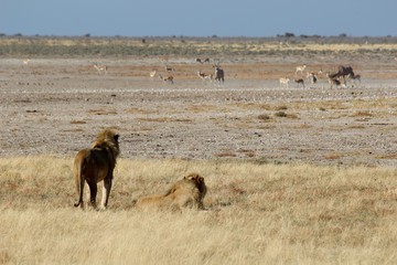 Obraz premium Safari en Namibie