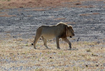 Safari en Namibie