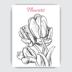 Vector illustration sketch - card with flowers tulip
