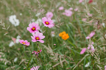 Obraz na płótnie Canvas Wildflowers on a meadow