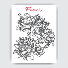 Vector illustration sketch - card with flowers chrysanthemum