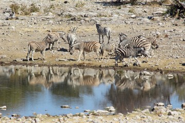 Fototapeta na wymiar Safari en Namibie