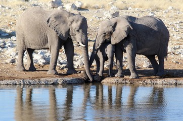 Fototapeta premium Safari en Namibie