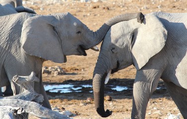Safari en Namibie