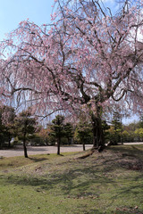 Obraz premium Weeping cherry in Nara Park, Nara, Nara Prefecture, Japan