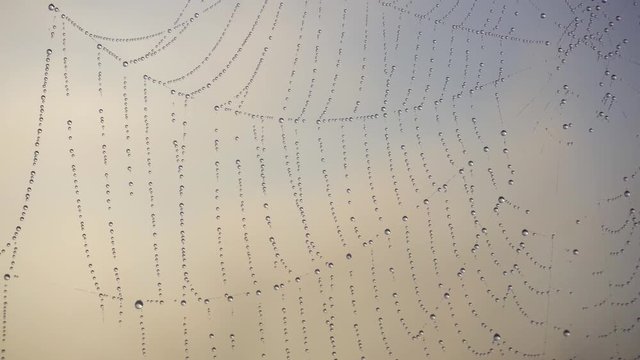 Water drops on spider web over sky background