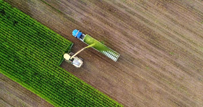 Tractor and farm machines harvesting corn in Autumn, breathtaking aerial view.
