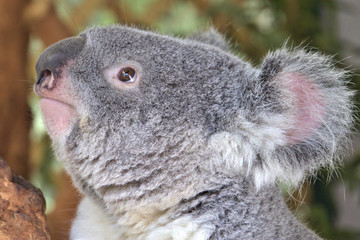 Koala face