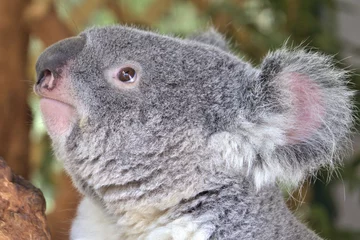 Papier Peint photo autocollant Koala Koala face