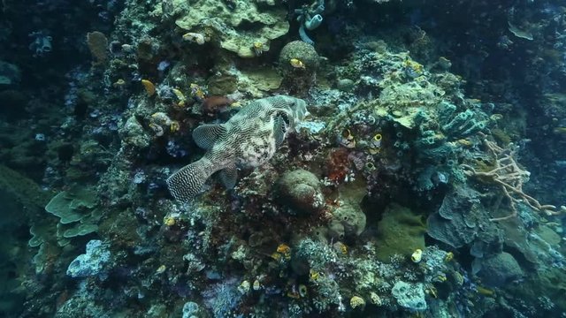
Map puffer (Arothron mappa) fish swimming over coral reef at Bunaken Island, Sulawesi, Indonesia 