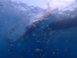 Whale shark underwater photography日本のジンベイザメ