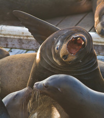 Sea Lions