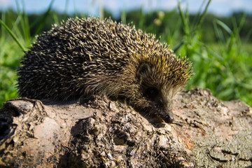 Young prickly hedgehog on the log