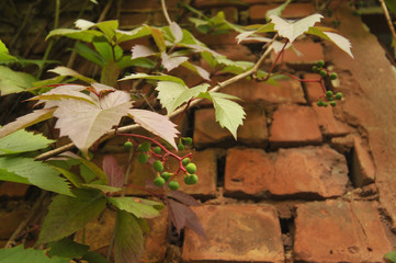 Herbst, Wand, Ziegel