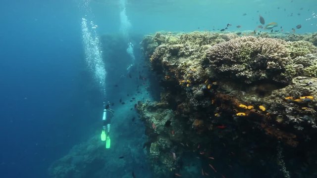Scuba divers exploring reef wall at Bunaken Island, Indonesia 