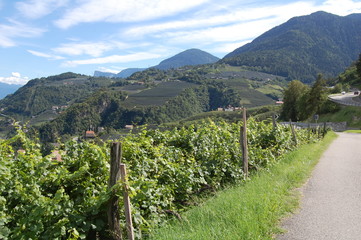 Obstplantage in S&uuml;dtirol