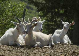 group of white goats at farm