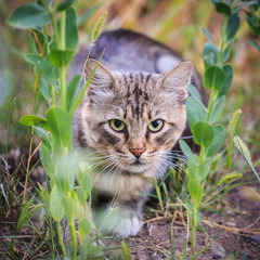 Naklejka na ściany i meble Striped cat is hunting in the grass