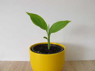 Kurkuma Pflanze im Blumentopf