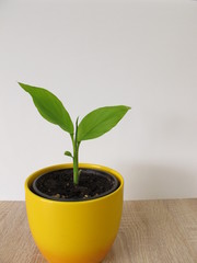 Kurkuma Pflanze im Blumentopf