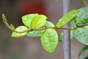 Dew drops on a leaf