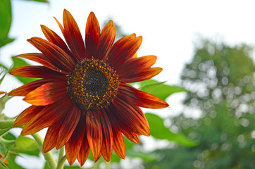 Unique red sunflower in bloom