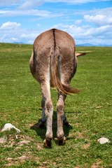 Fototapeten Esel Donkey standing on a meadow with its behind facing the camera in Dobratsch Nature Park in the Austrian Alps  © nielskliim